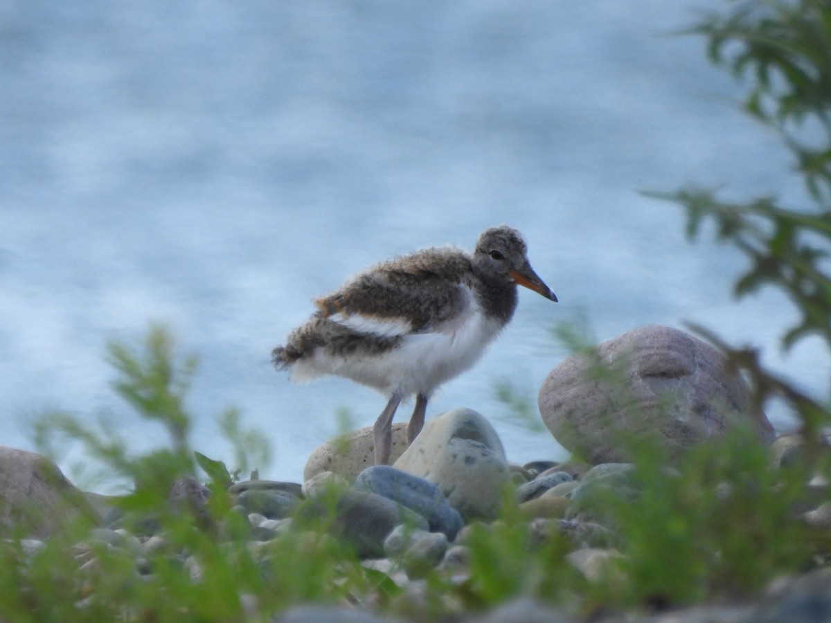 American Oystercatcher - ML637840087