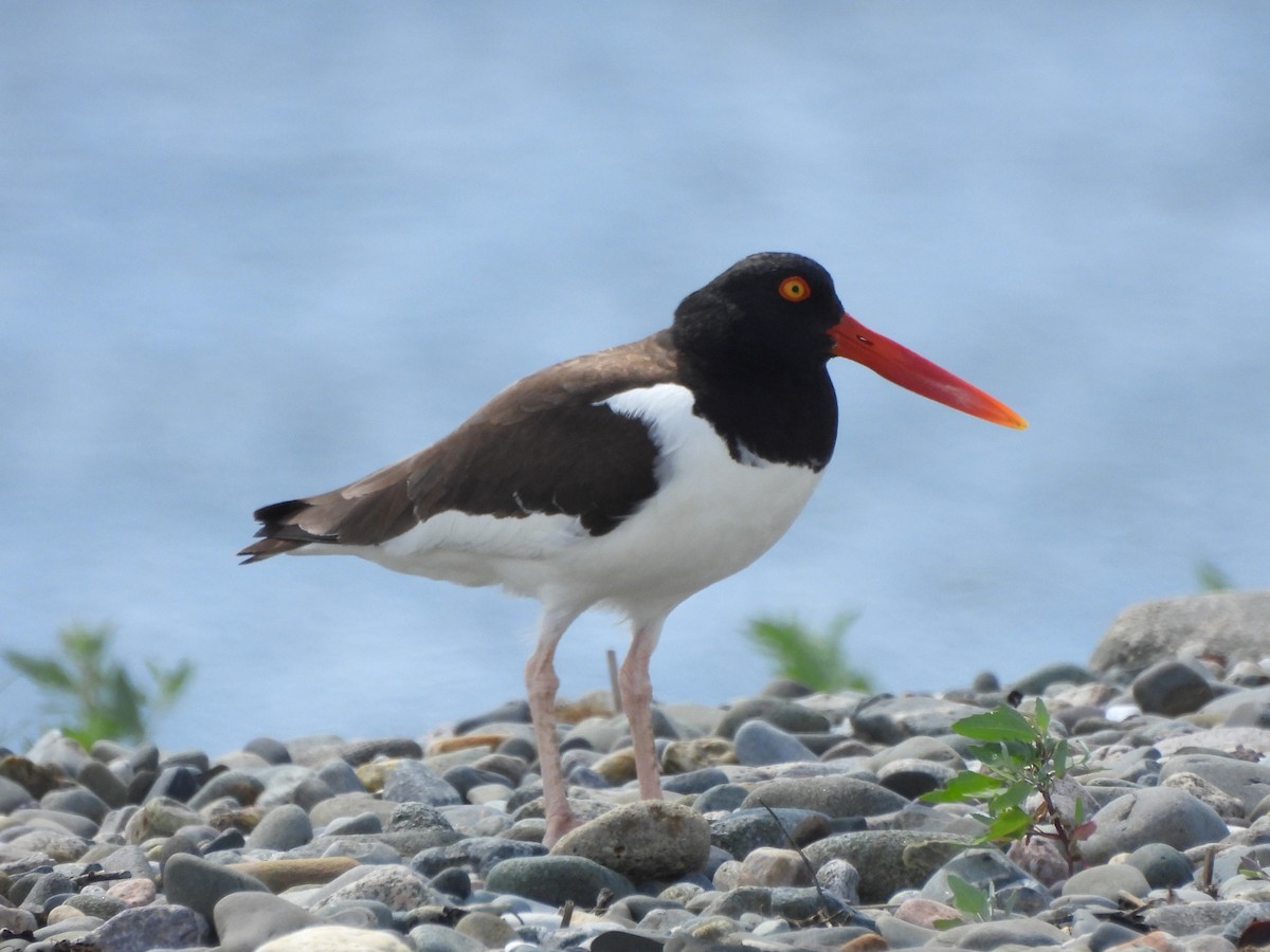 American Oystercatcher - ML637840088