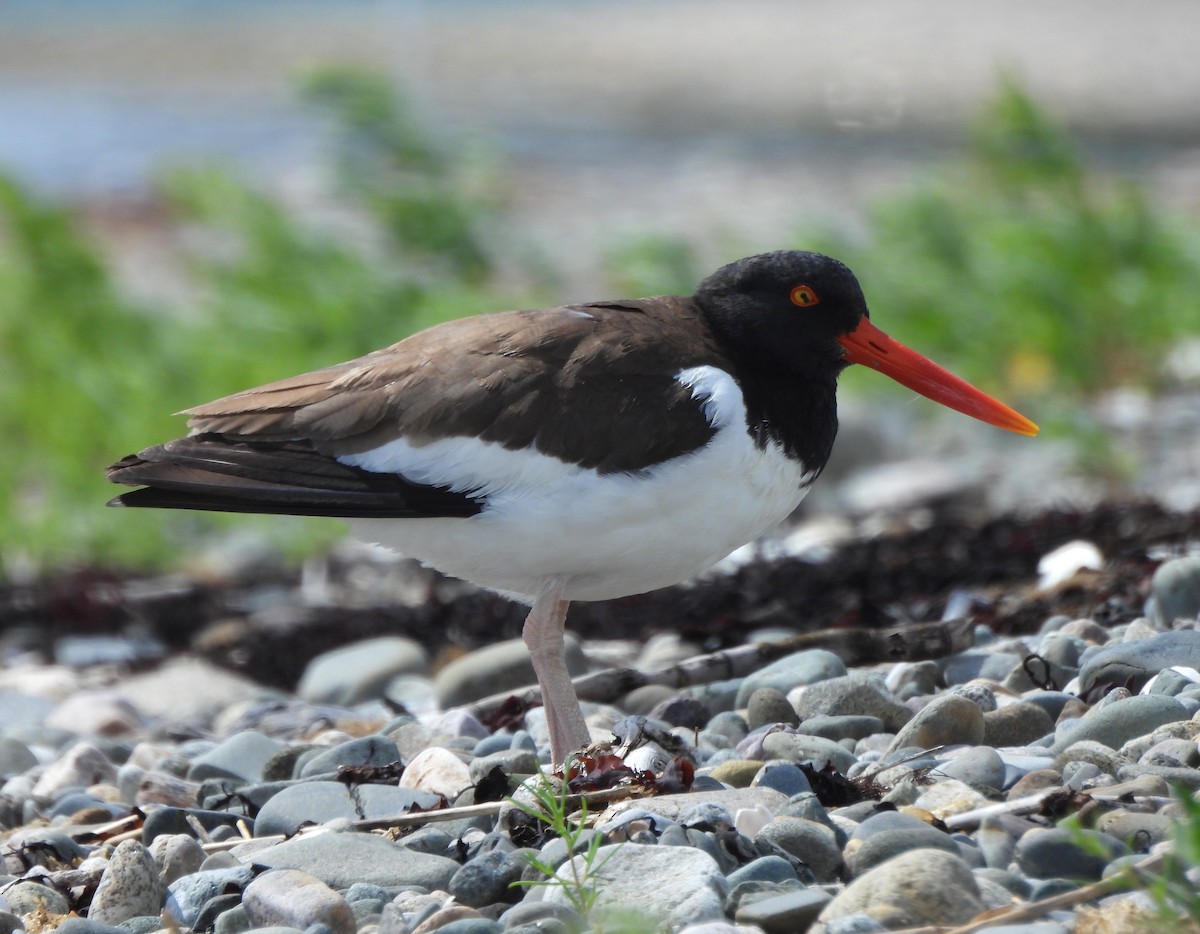 American Oystercatcher - ML637840089
