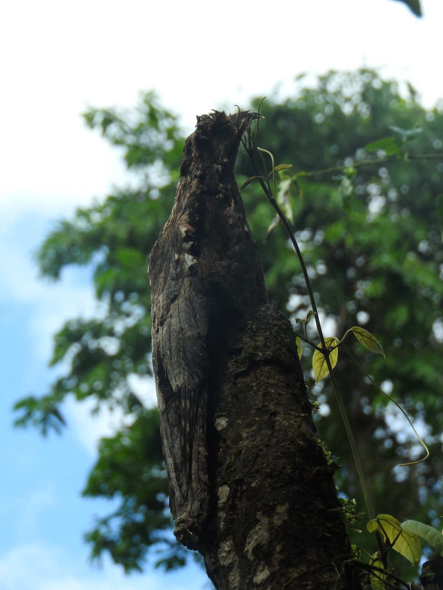 Long-tailed Potoo - ML637840091