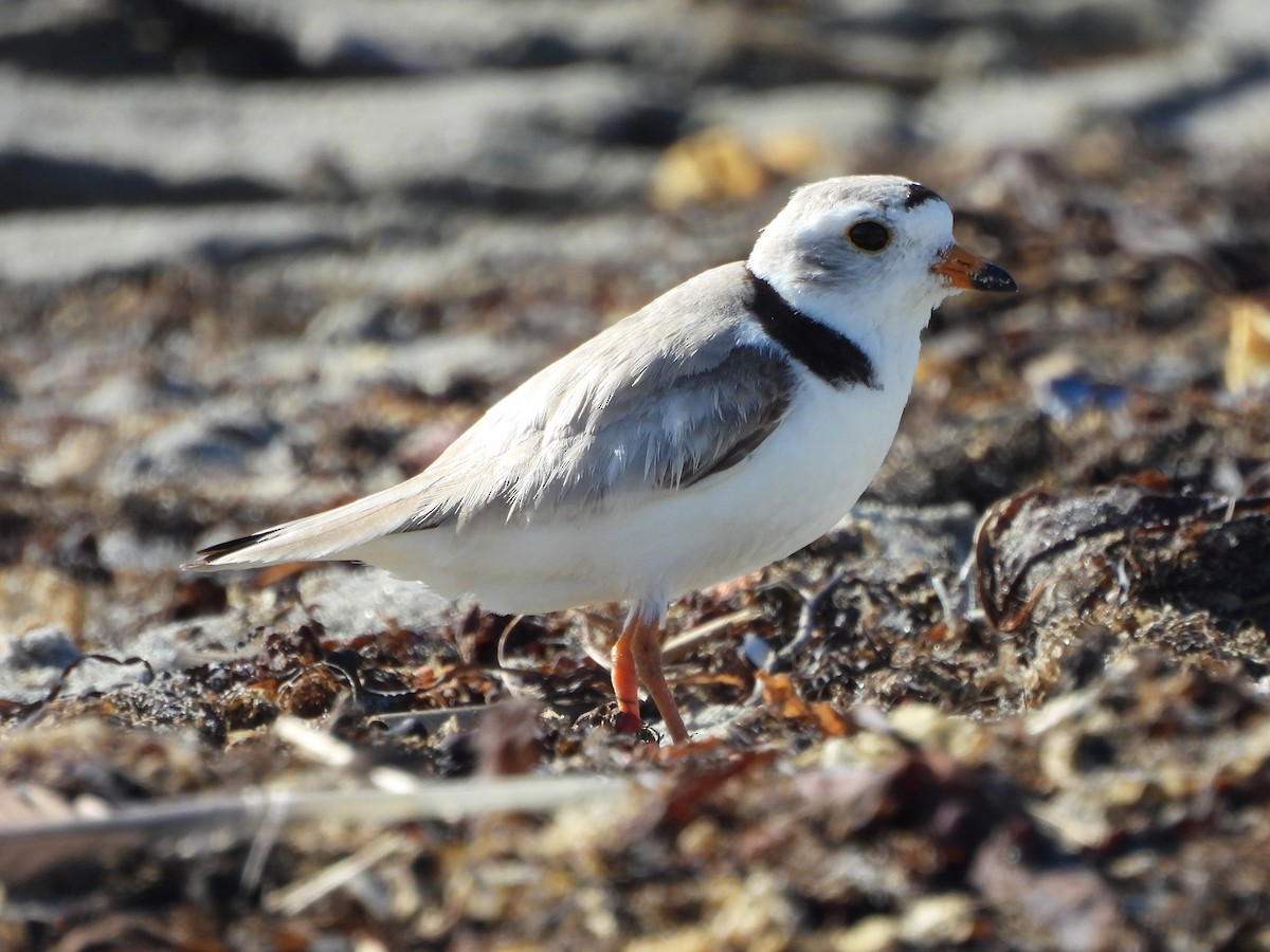Piping Plover - ML637840094