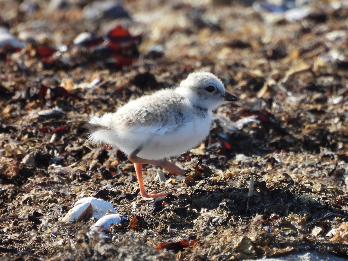 Piping Plover - ML637840095