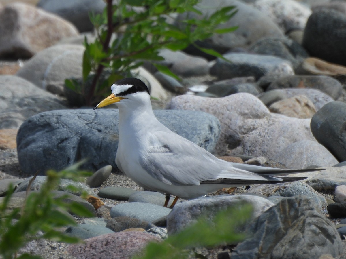 Least Tern - ML637840097
