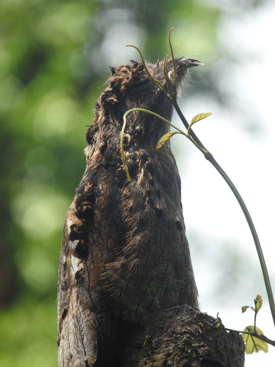 Long-tailed Potoo - ML637840114