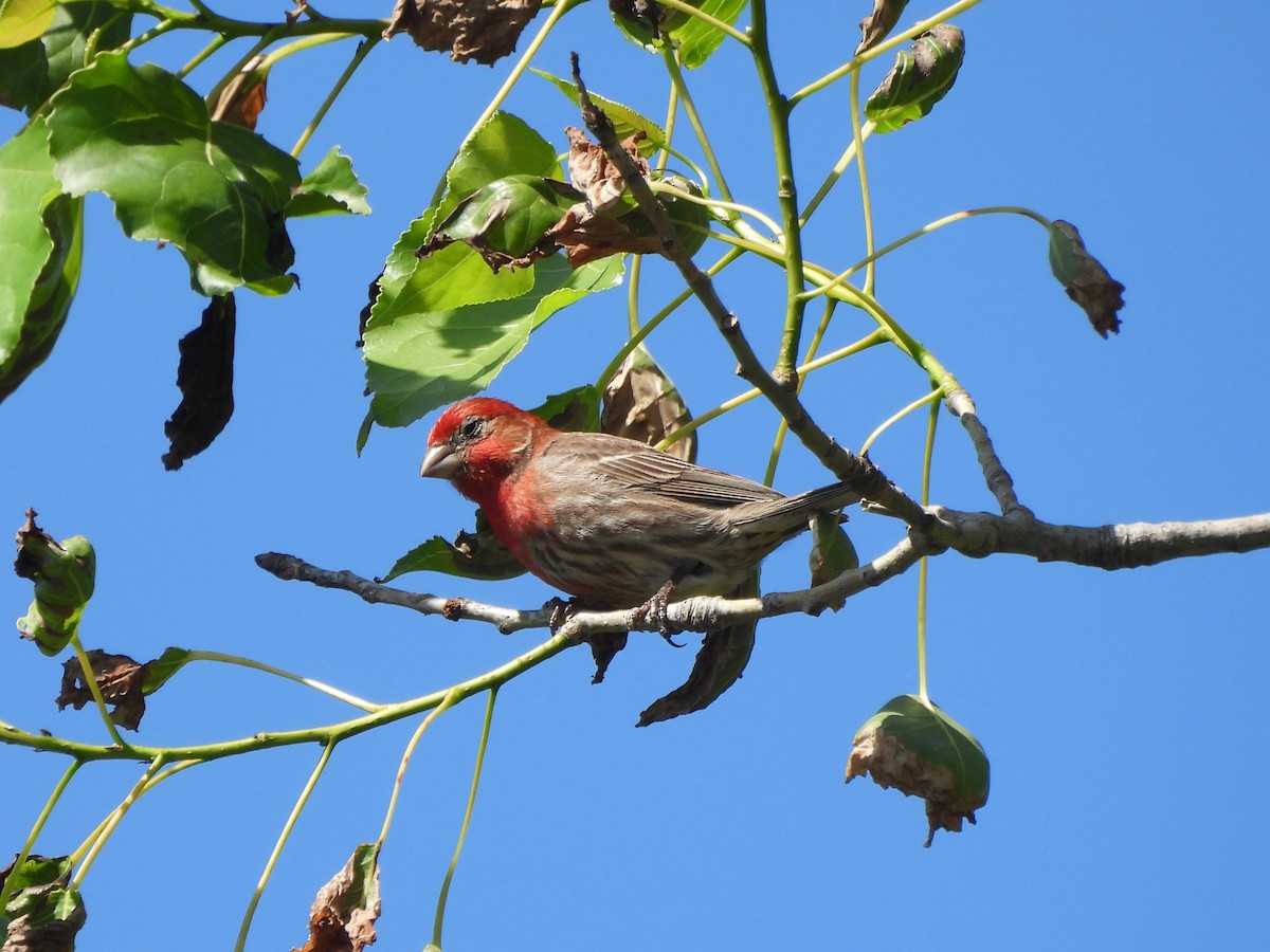 House Finch - ML637840115