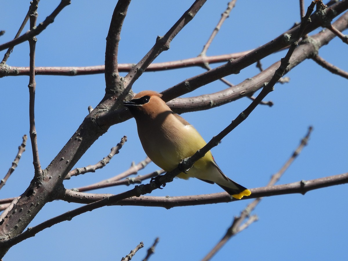 Cedar Waxwing - ML637840118