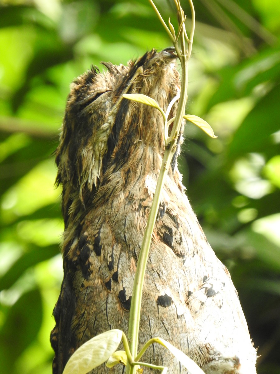 Long-tailed Potoo - ML637840132