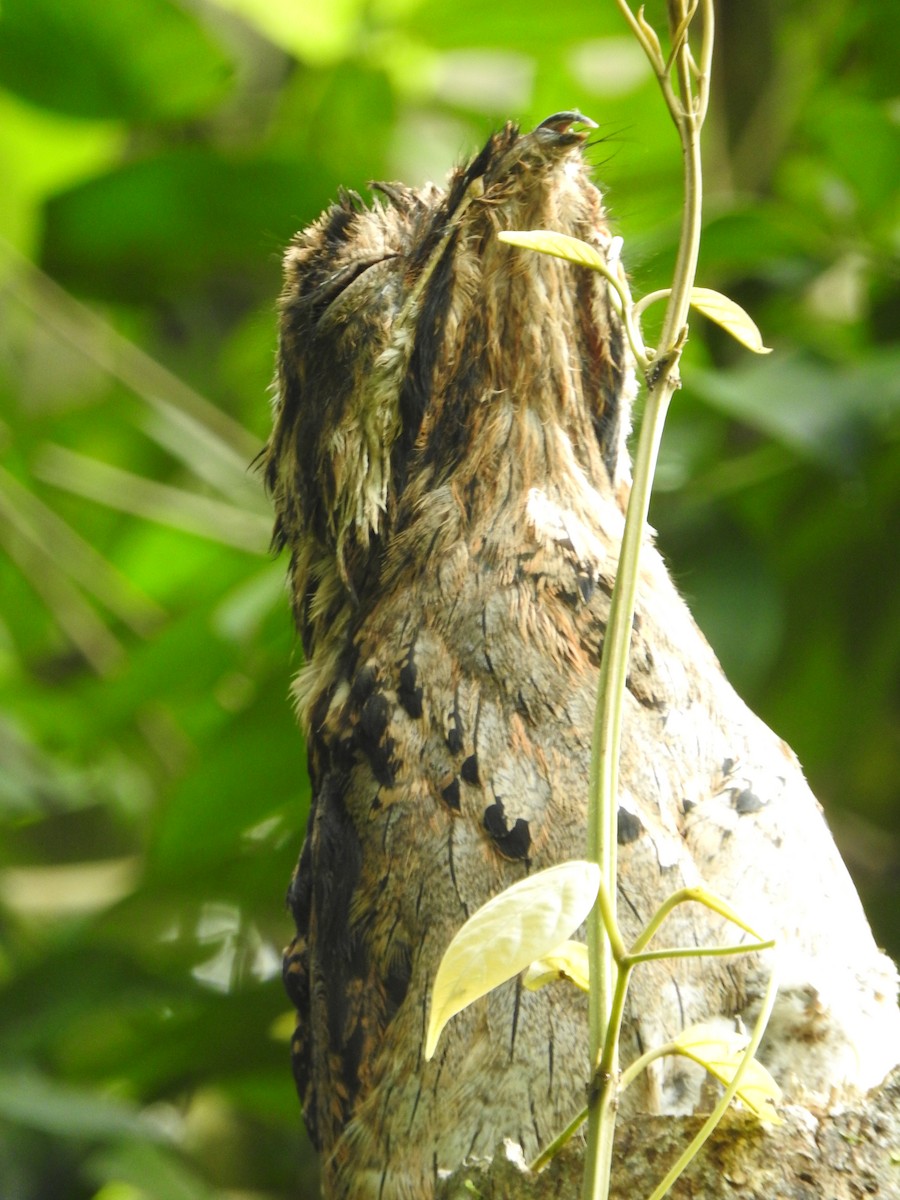 Long-tailed Potoo - ML637840141