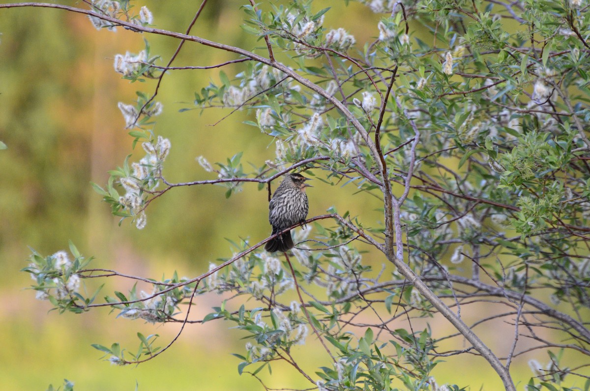 Red-winged Blackbird - ML637840152