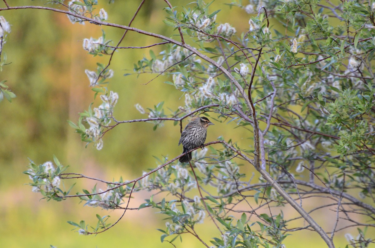 Red-winged Blackbird - ML637840154