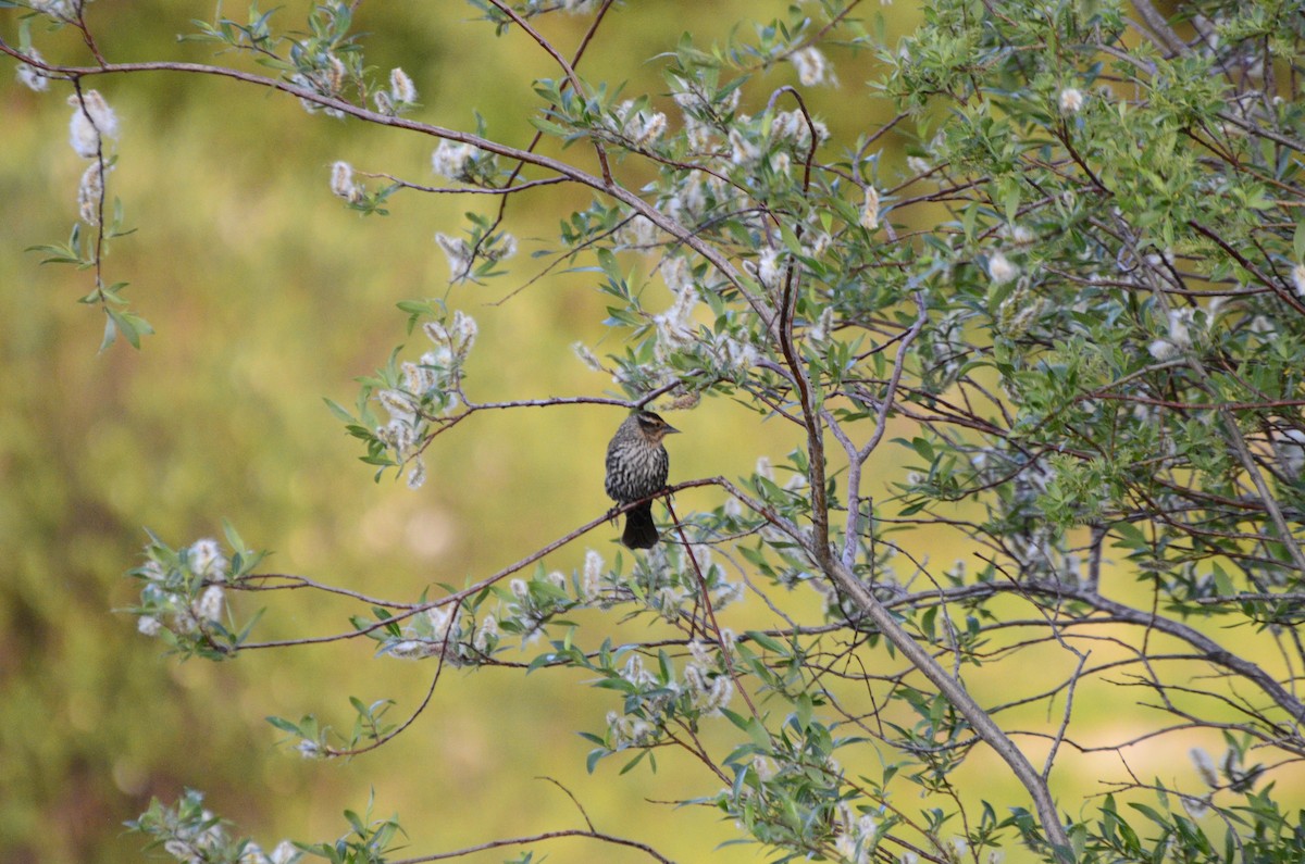 Red-winged Blackbird - ML637840158