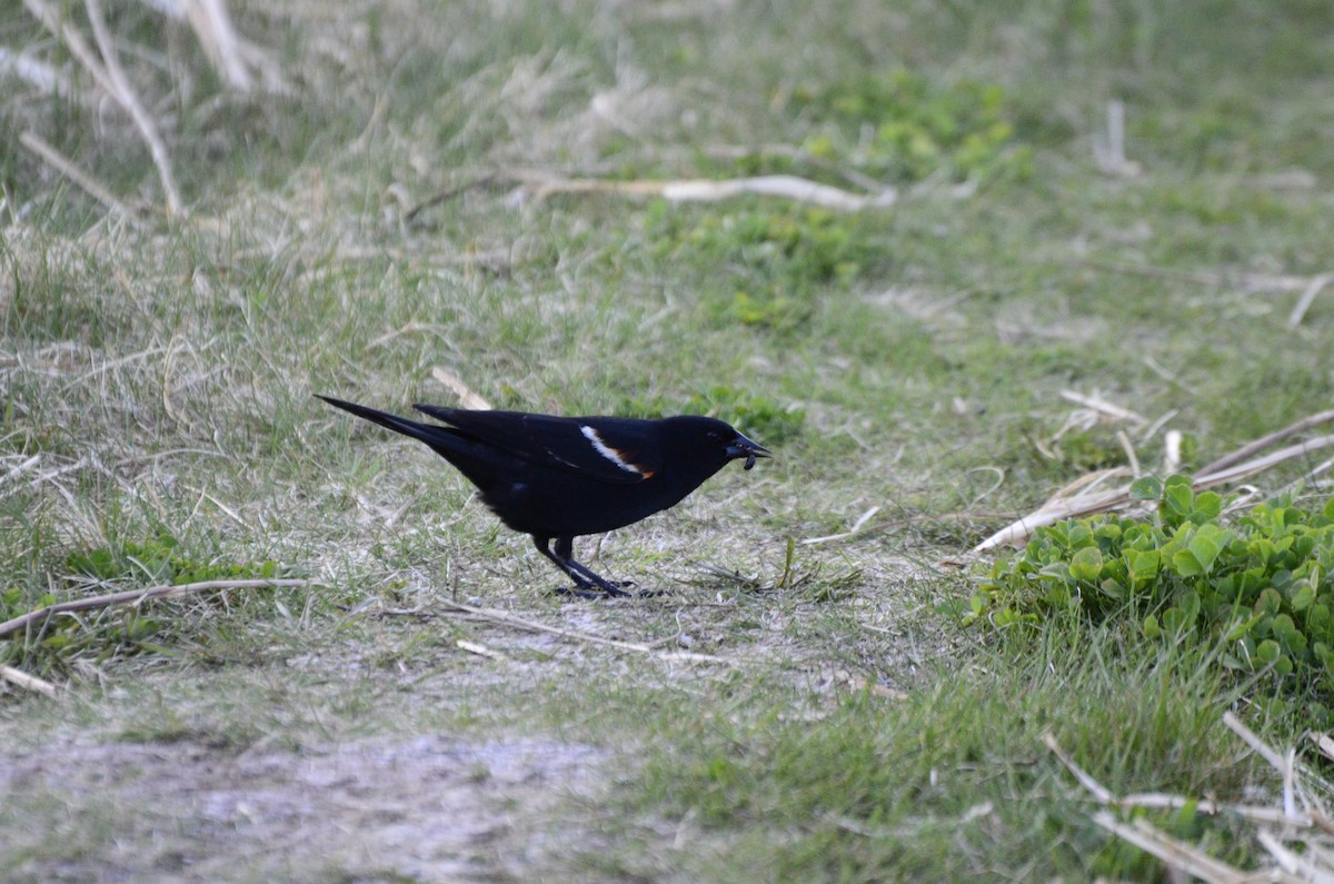 Red-winged Blackbird - ML637840159