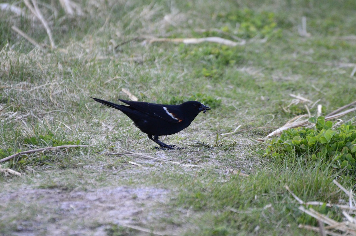 Red-winged Blackbird - ML637840160