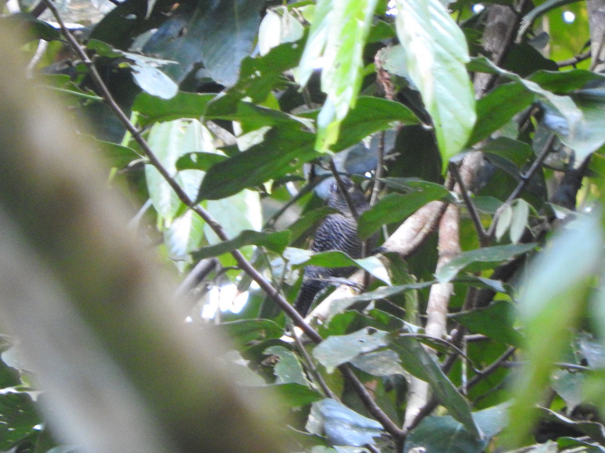 Fasciated Antshrike - ML637840161