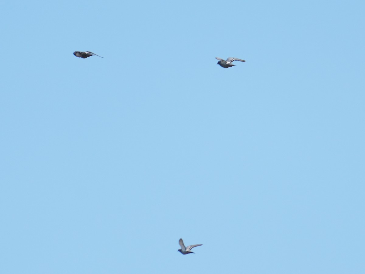 Rock Pigeon - ML637840168