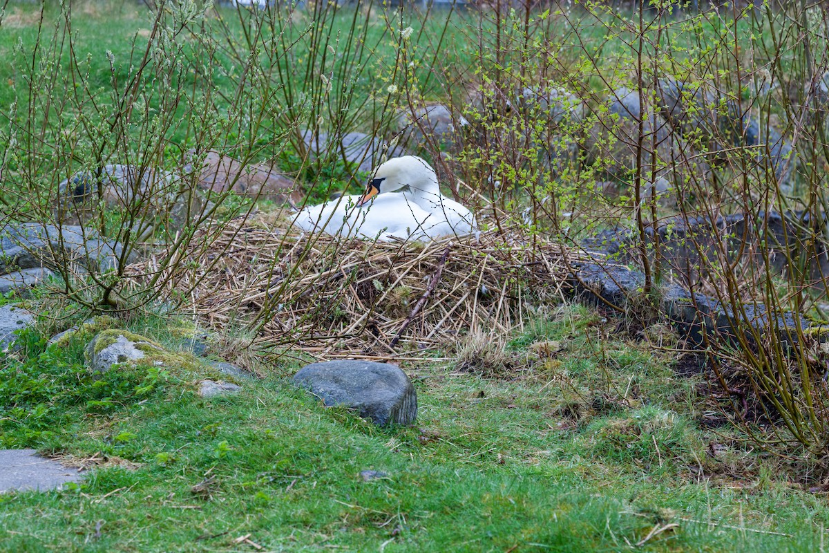 Mute Swan - ML637840188
