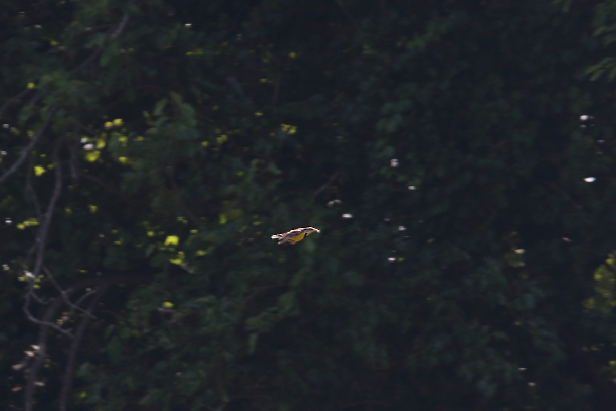 Eastern Meadowlark - ML637840195