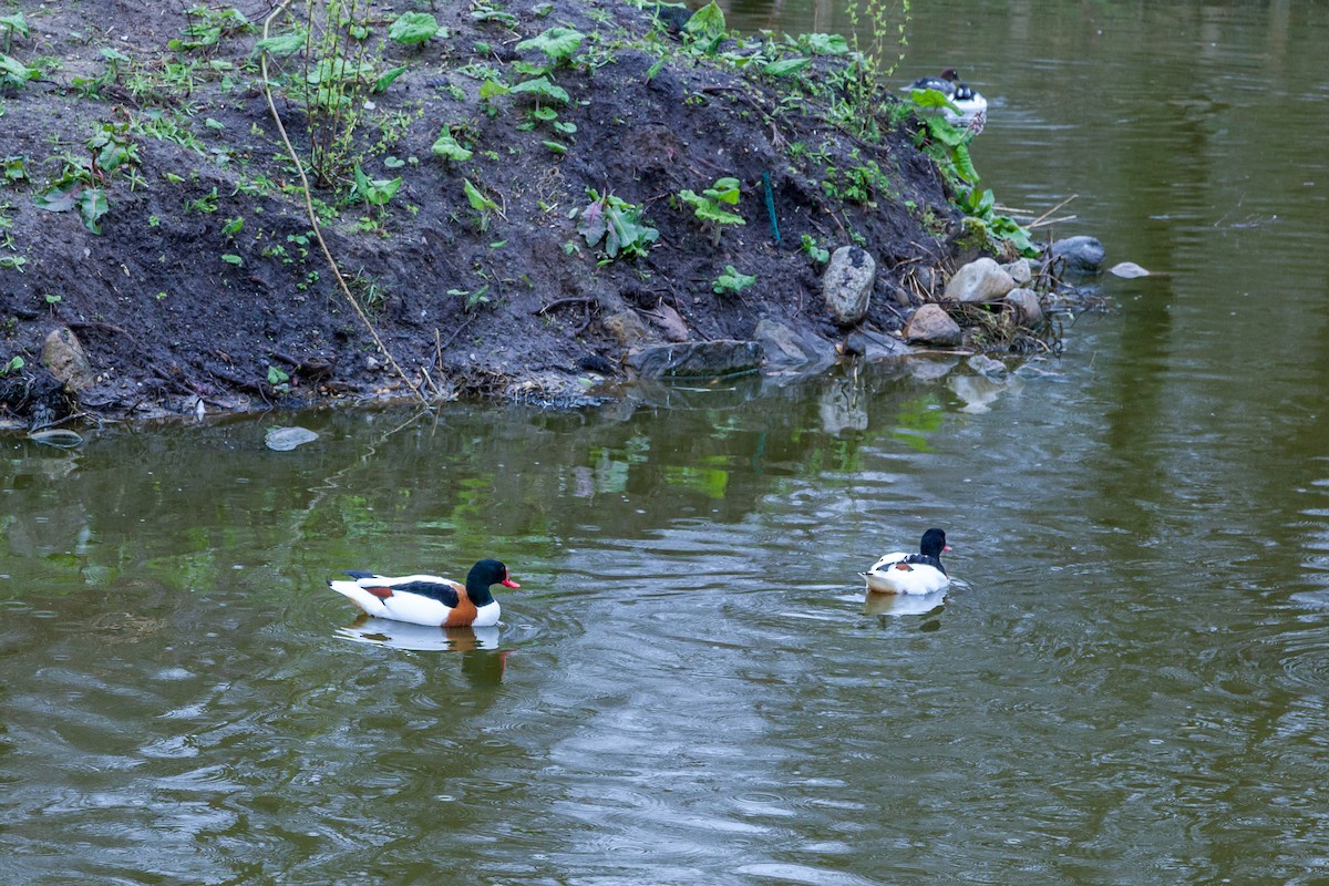 Common Shelduck - ML637840197