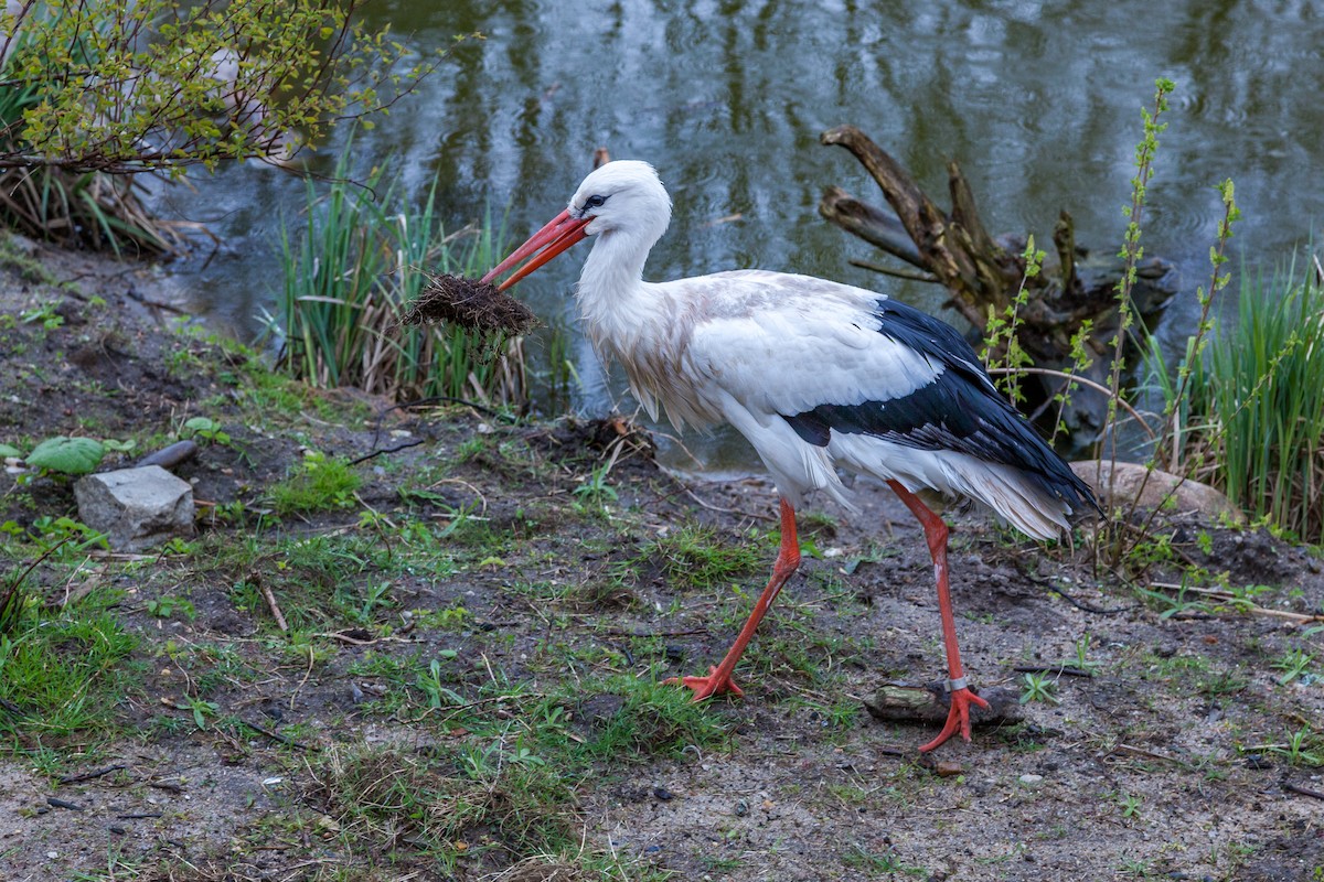 White Stork - ML637840207