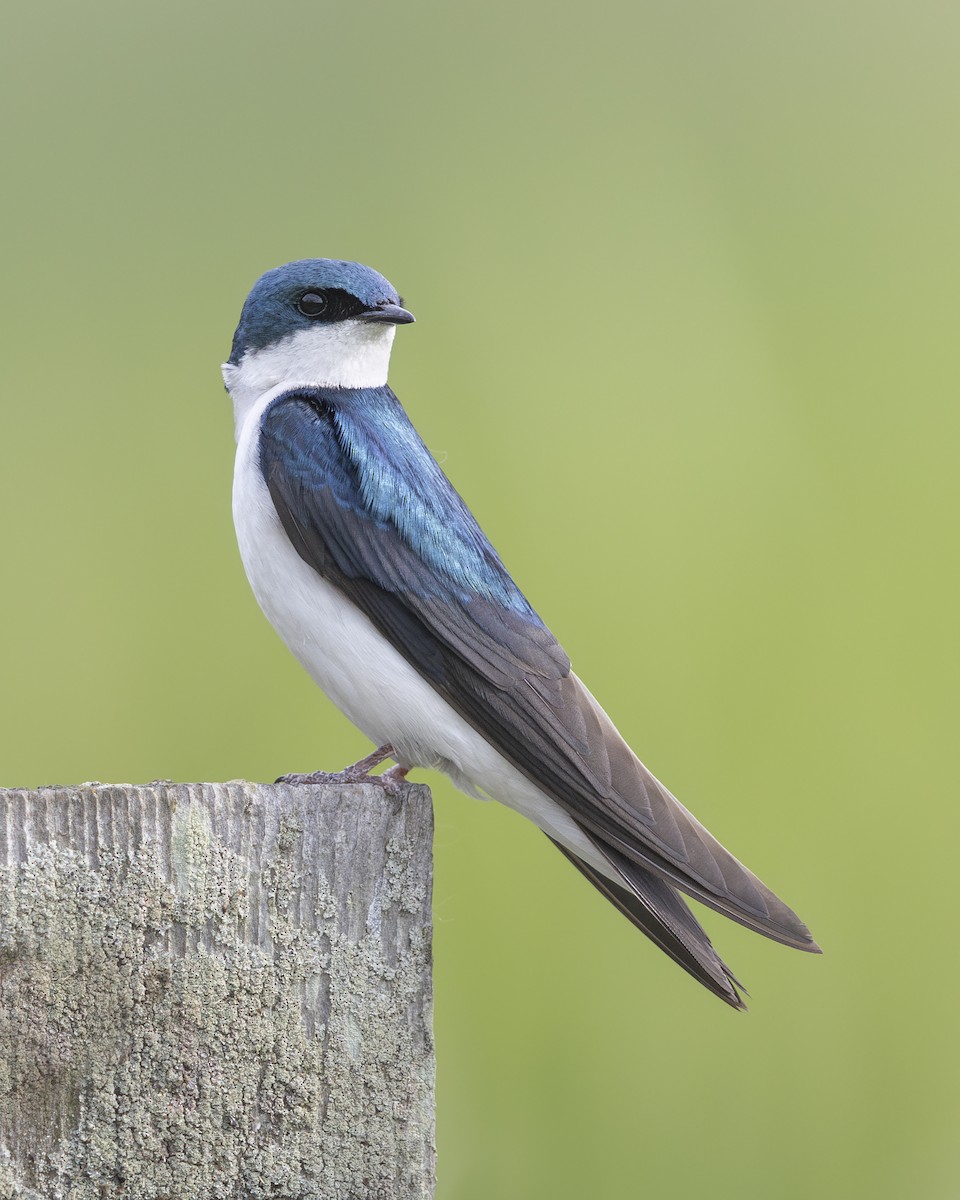 Tree Swallow - ML637840211
