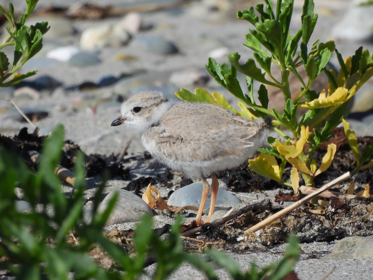 Piping Plover - ML637840224