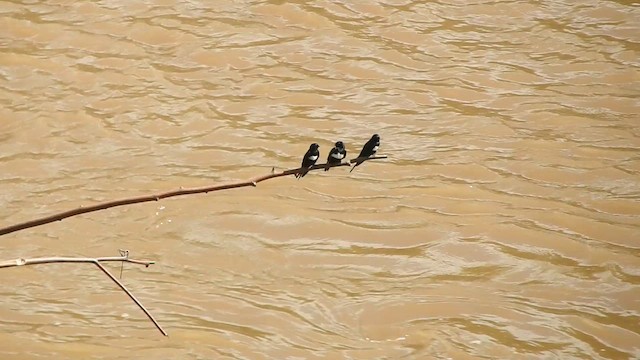 White-banded Swallow - ML637840304