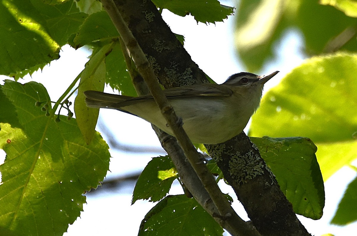 Red-eyed Vireo - ML637840308