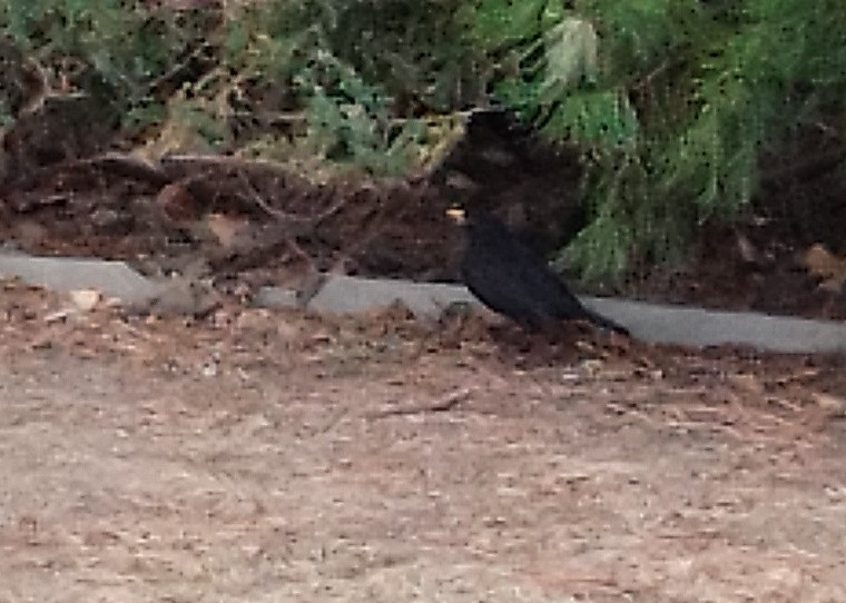 Chinese Blackbird - ML637840318