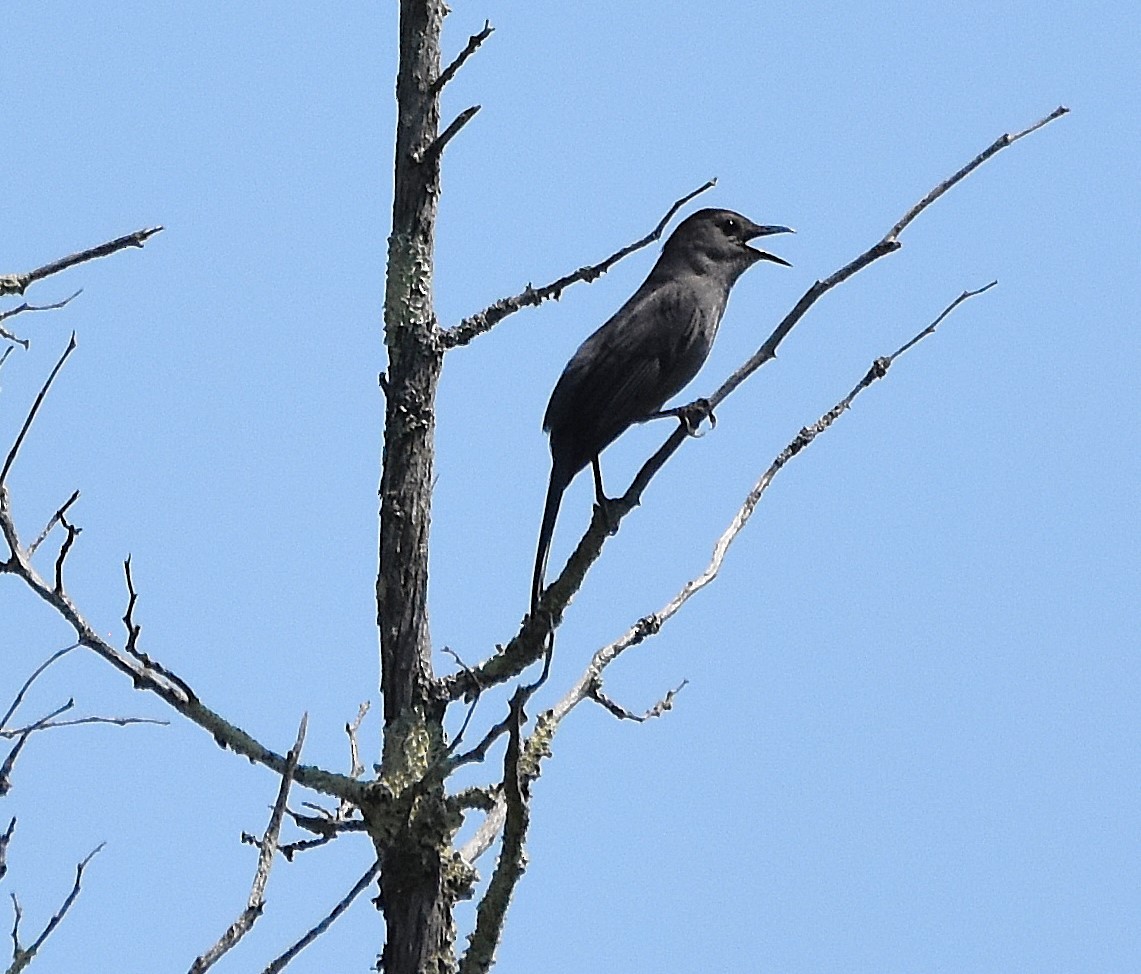 Gray Catbird - ML637840342