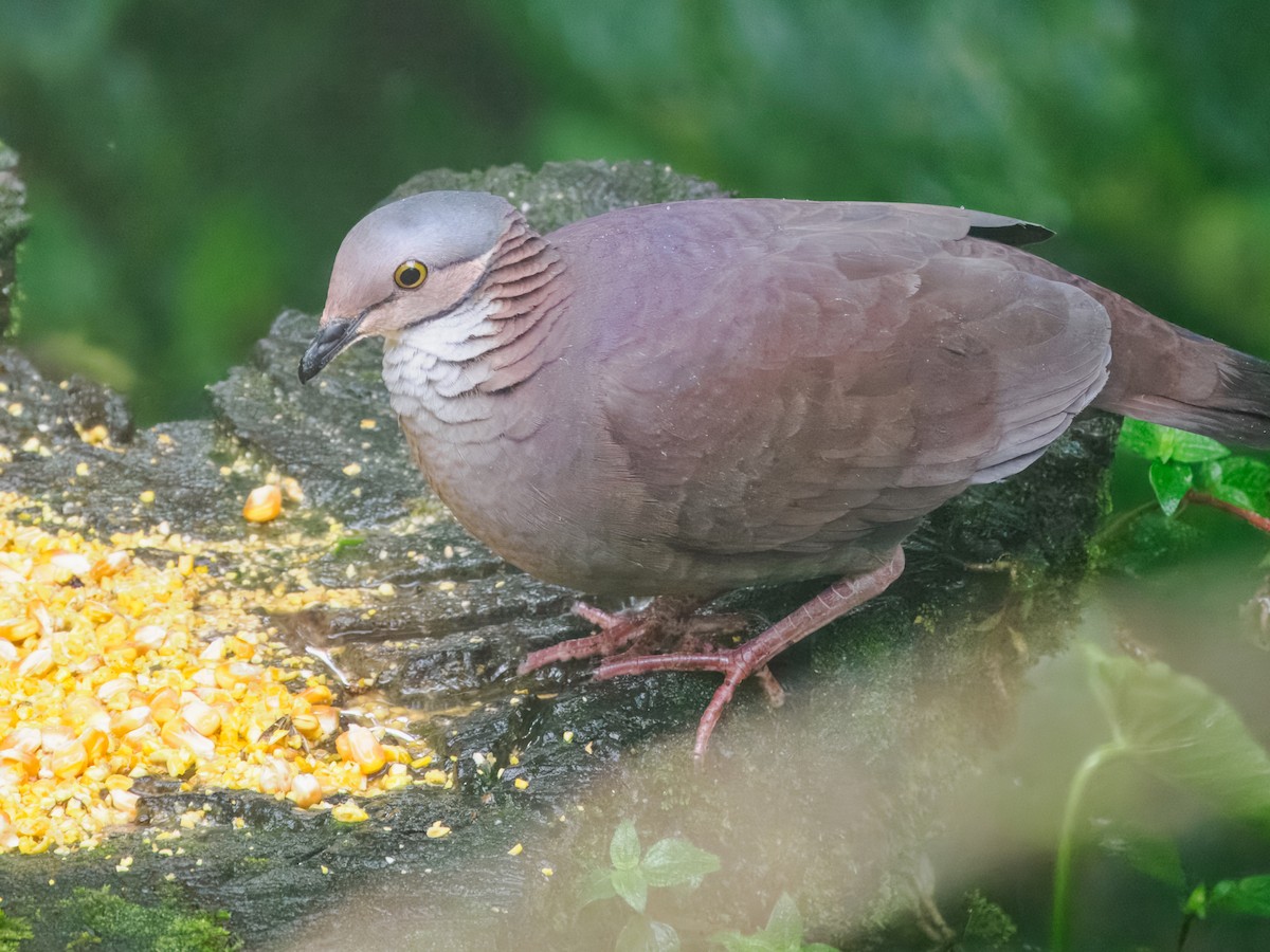 White-throated Quail-Dove - ML637840401