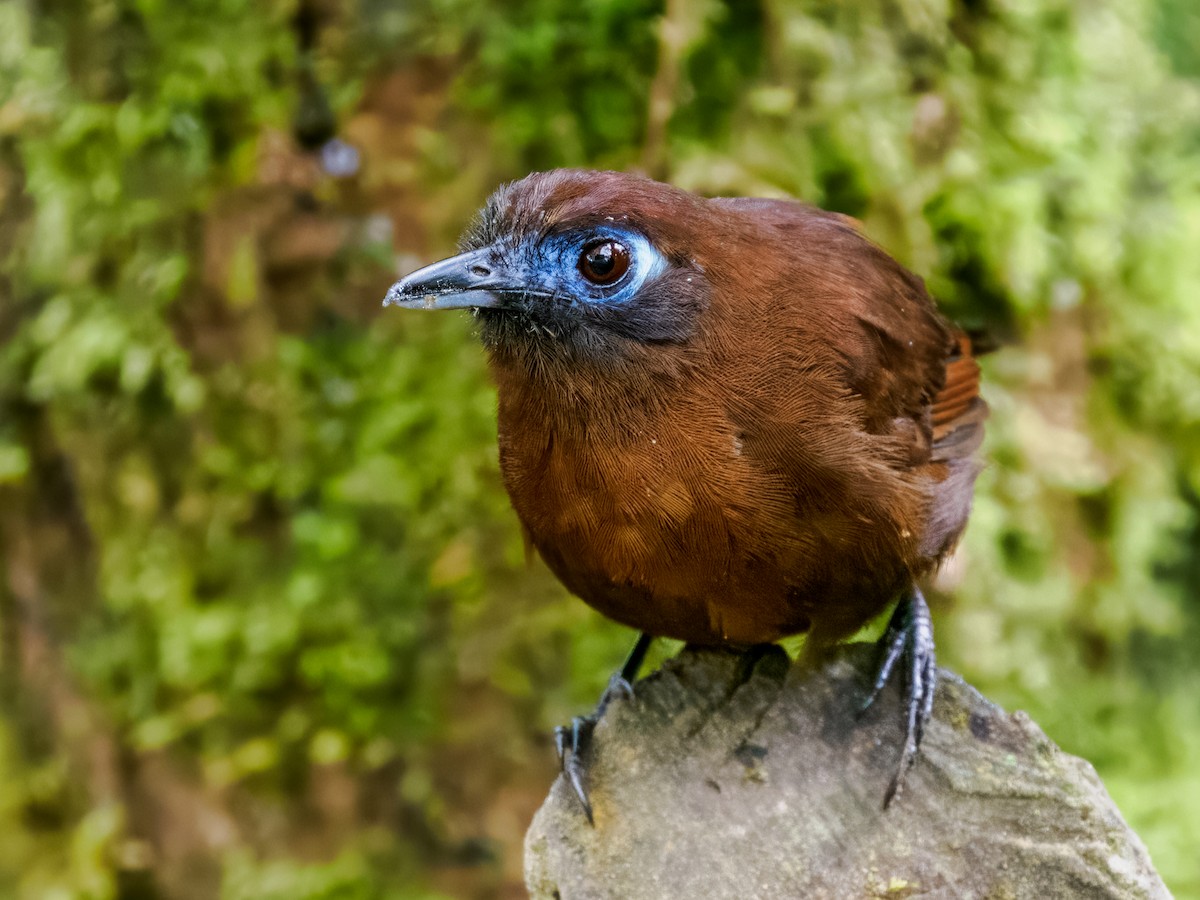 Zeledon's Antbird (Choco) - ML637840434