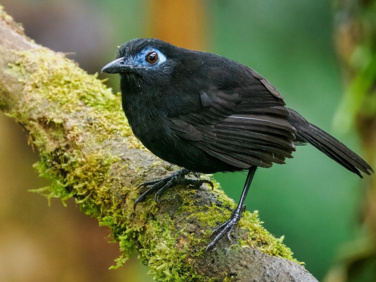 Zeledon's Antbird (Choco) - ML637840435