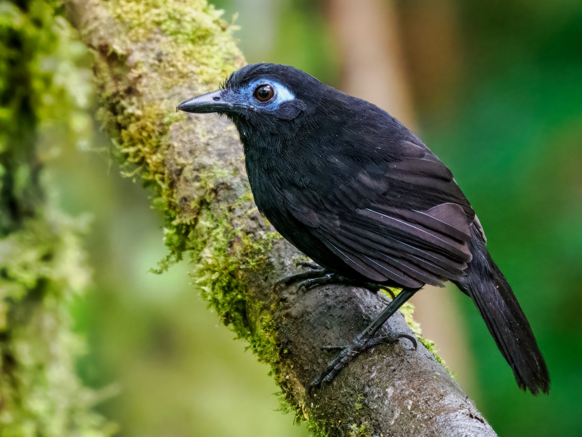 Zeledon's Antbird (Choco) - ML637840436