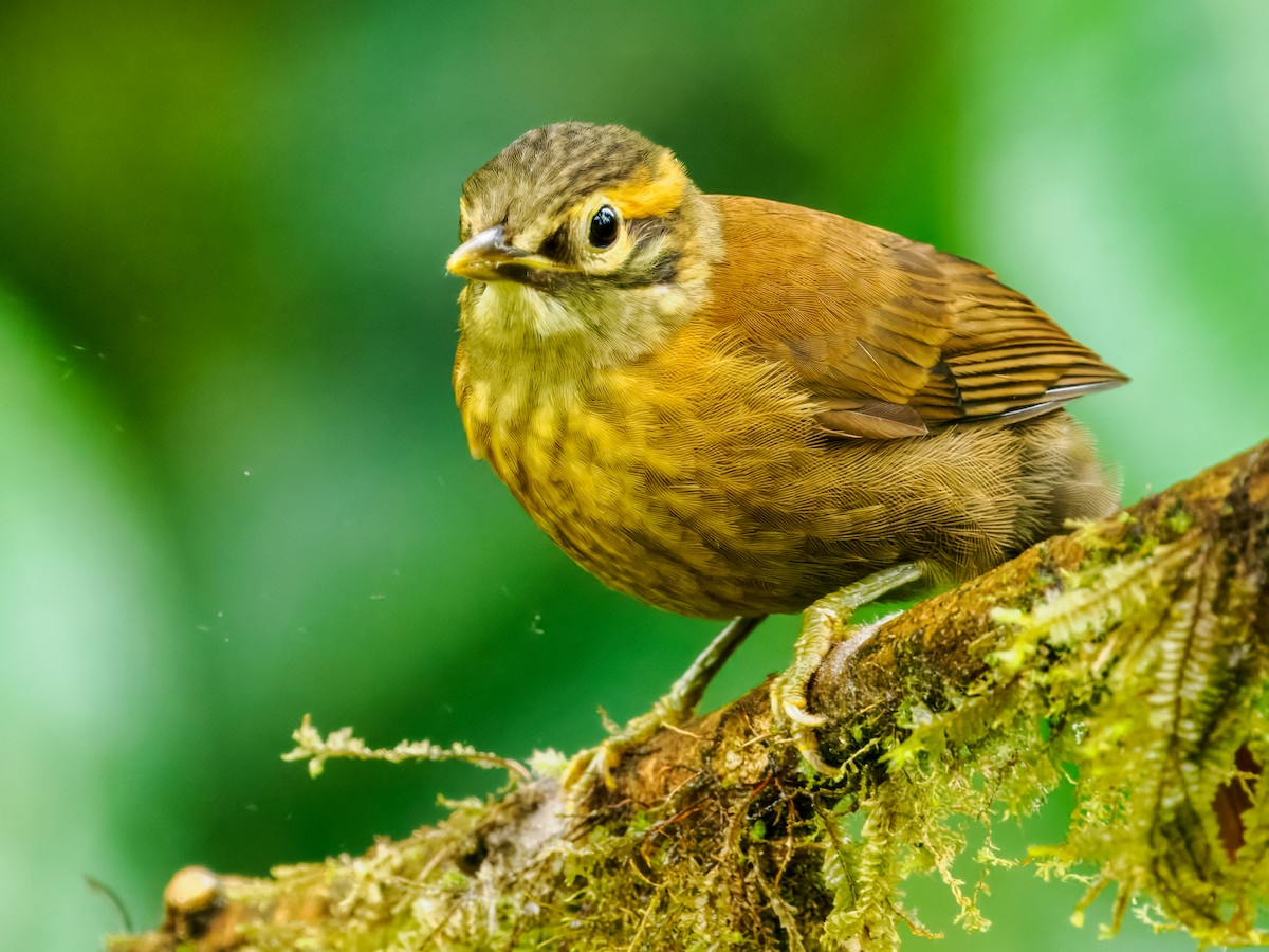 Scaly-throated Foliage-gleaner - ML637840444