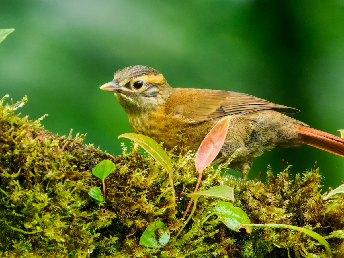 Scaly-throated Foliage-gleaner - ML637840445