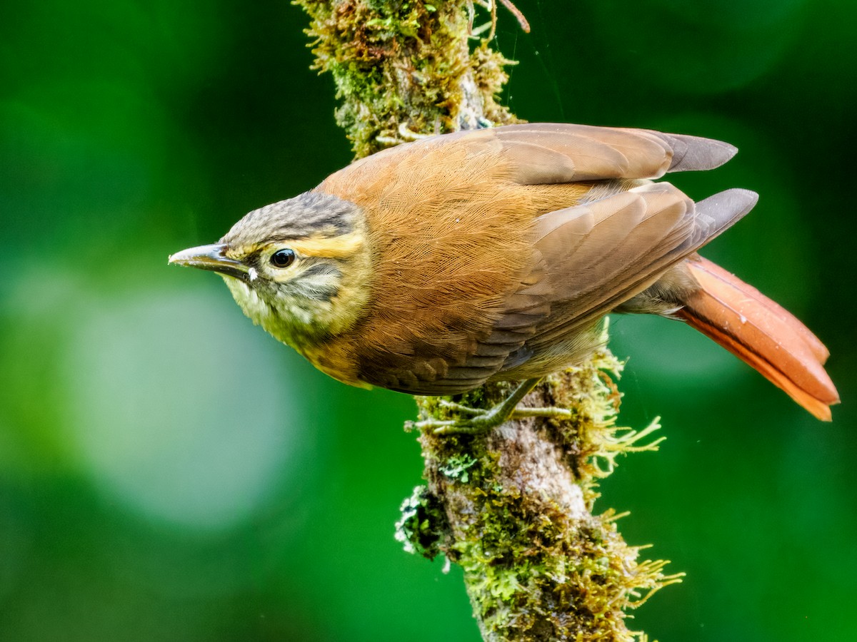 Scaly-throated Foliage-gleaner - ML637840446