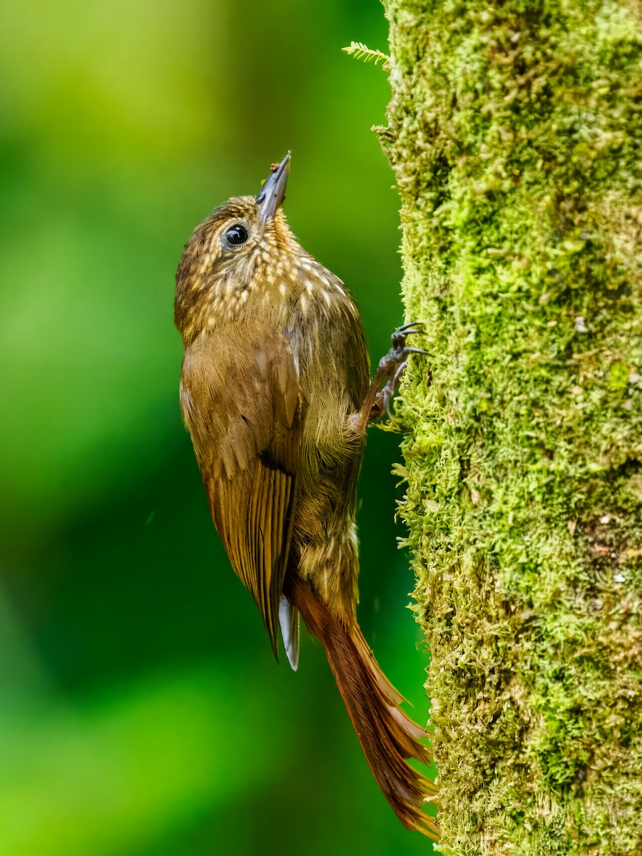 Wedge-billed Woodcreeper - ML637840454