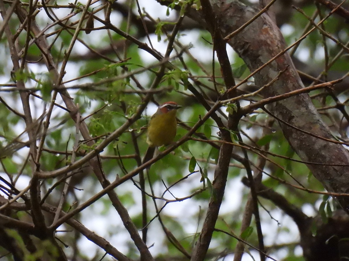 Chestnut-capped Warbler - ML637840477