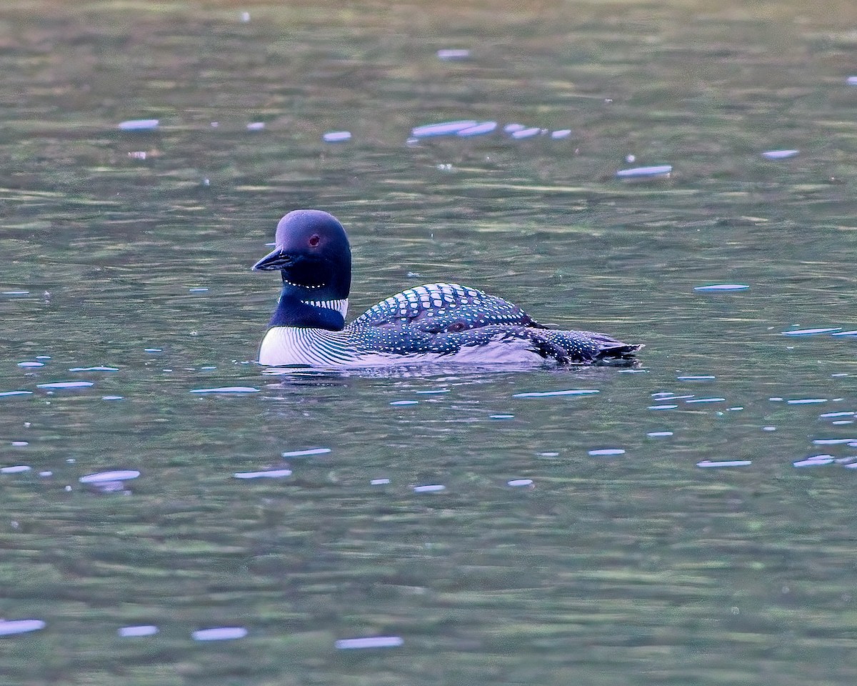 Common Loon - ML637840490
