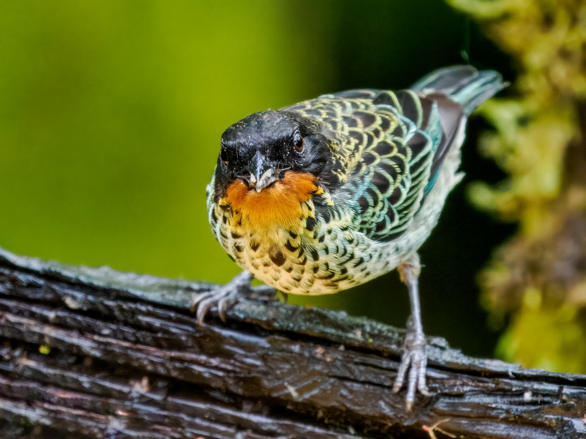 Rufous-throated Tanager - ML637840499