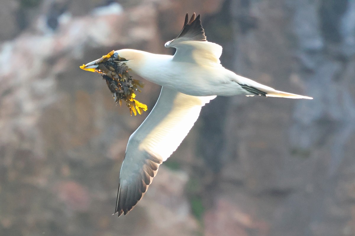 Northern Gannet - ML637840523