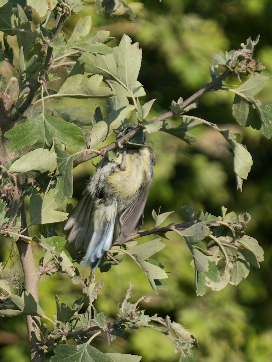 Eurasian Blue Tit - ML637840536