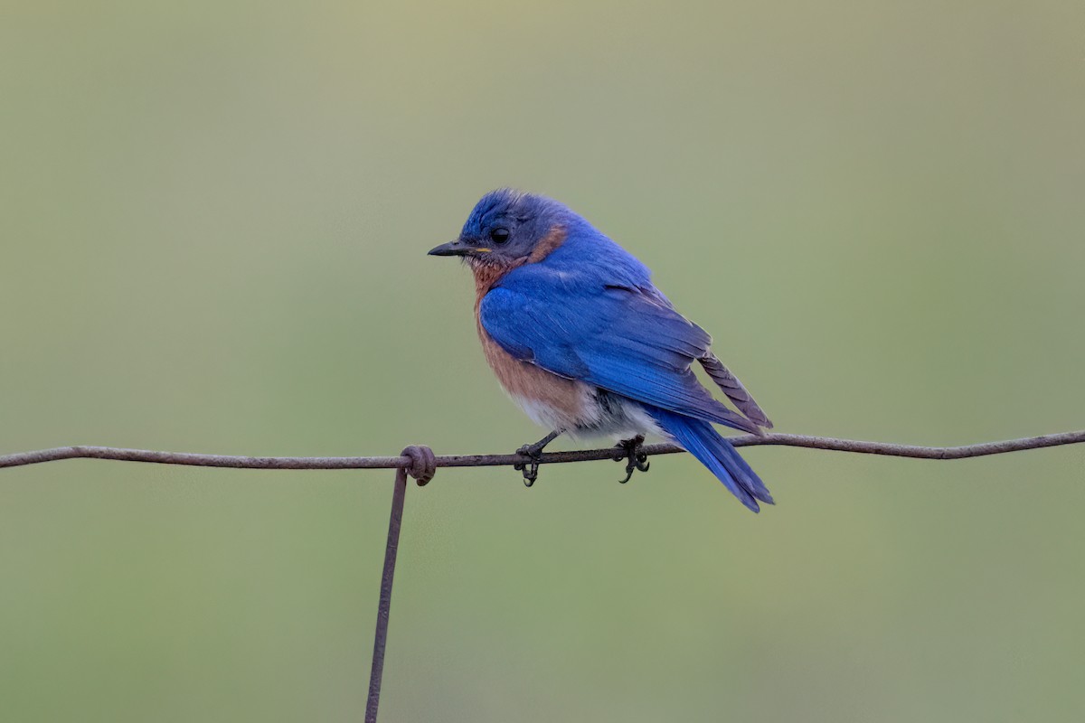 Eastern Bluebird - ML637840666