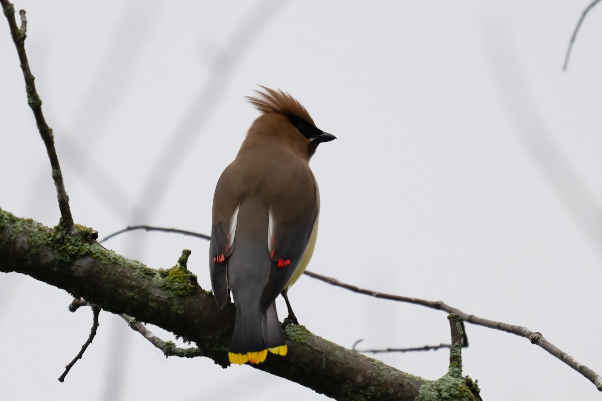 Cedar Waxwing - ML637840677