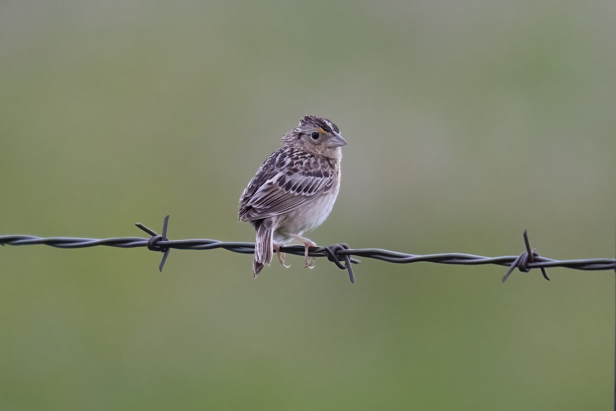 Grasshopper Sparrow - ML637840680