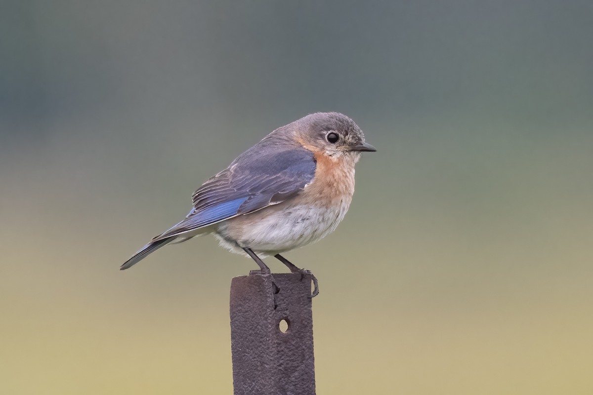 Eastern Bluebird - ML637840684