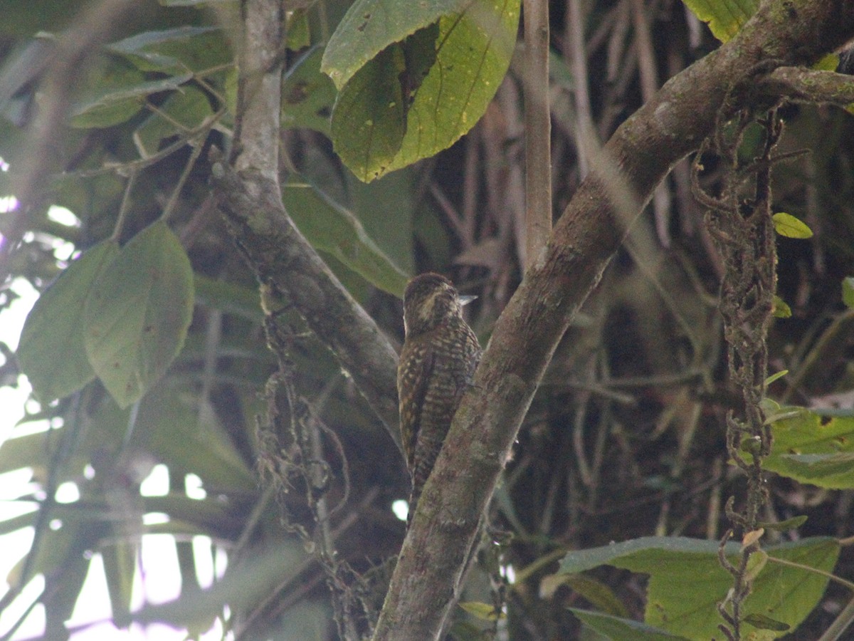 White-spotted Woodpecker - ML637840699