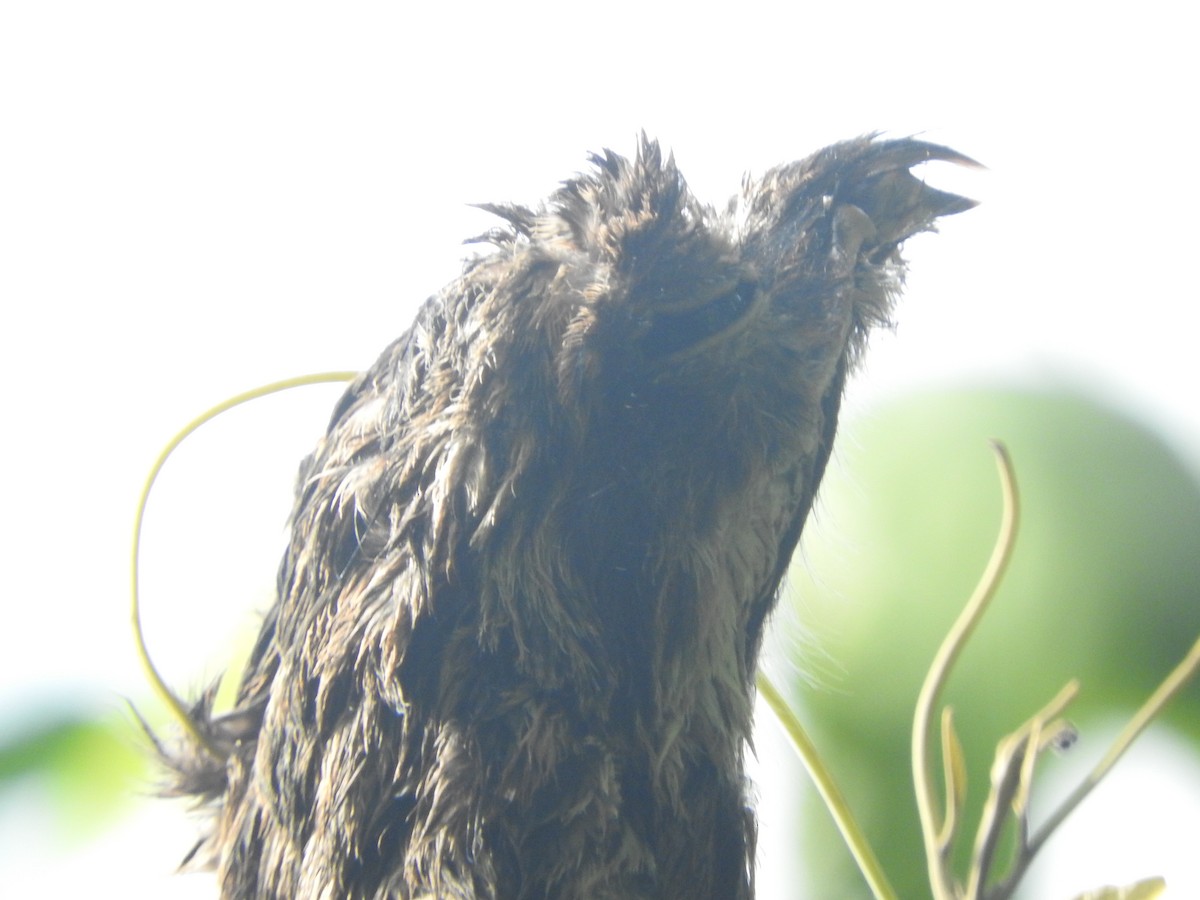 Long-tailed Potoo - ML637840714