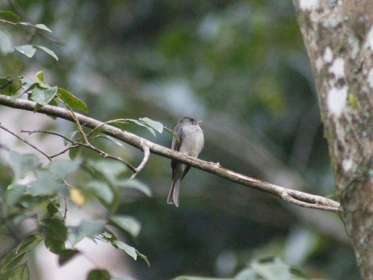 Southern Tropical Pewee - ML637840729
