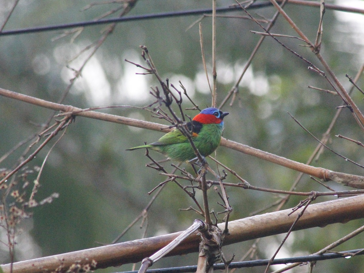 Red-necked Tanager - ML637840752